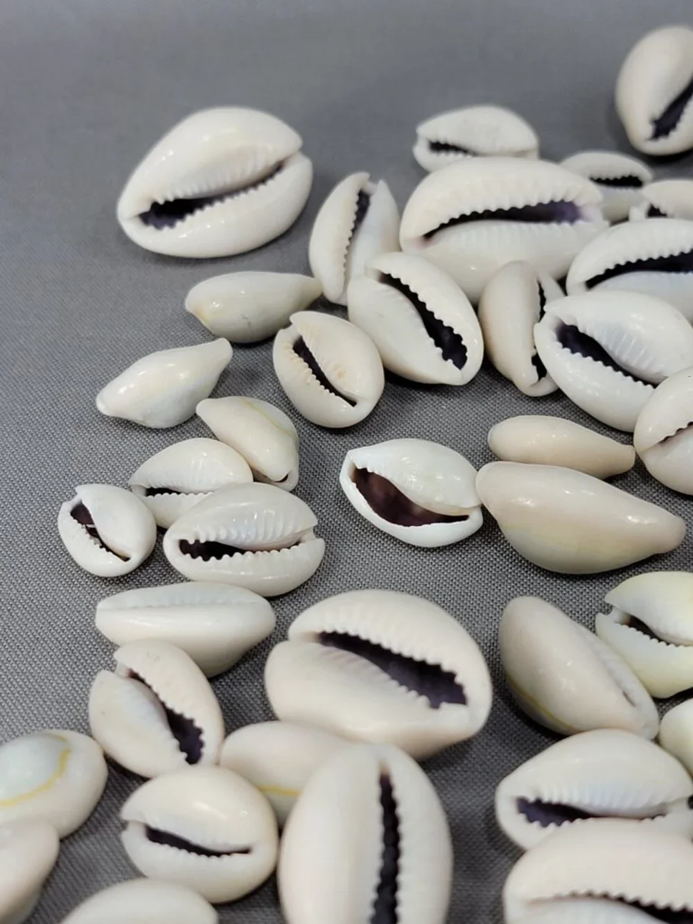 Cowrie Shell Seashell Nautical Beach Ocean Decor Crafts Lot